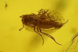 Two Fossil Flies (Diptera) and a Hairy Leaf in Baltic Amber #159797-3